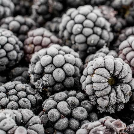 Fruta Congelada Mora 1kg 3kg 5kg